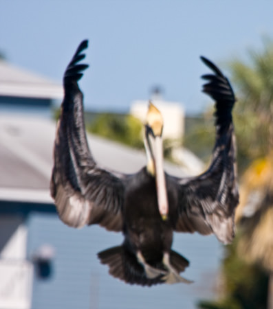 Galveston 2007/2008