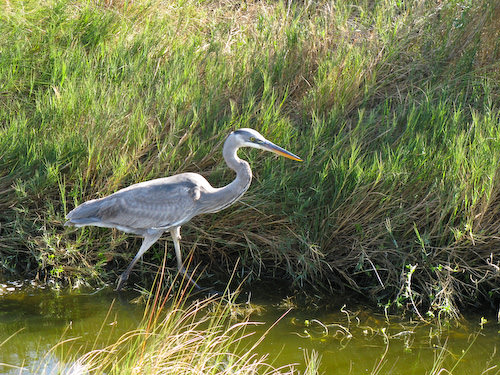 Galveston 2007/2008