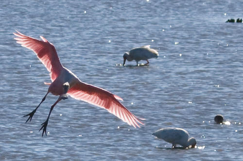 Galveston 2007/2008