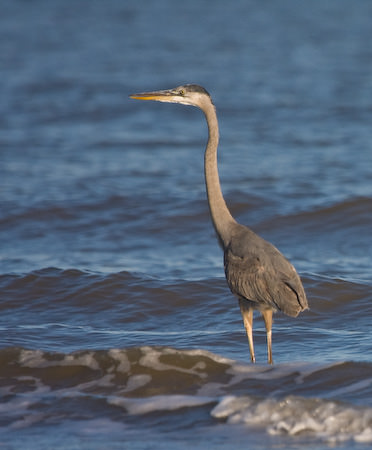 Galveston 2007/2008