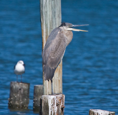 Galveston 2007/2008