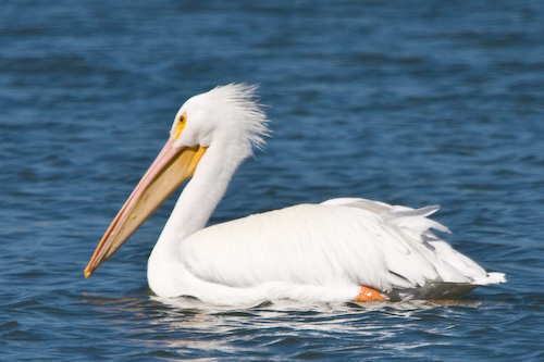 Galveston 2007/2008