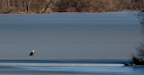 bald eagle on ice