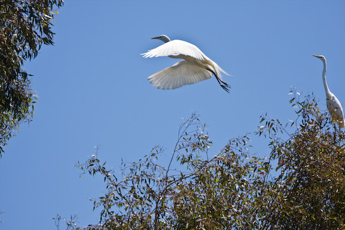 Palo Alto birds