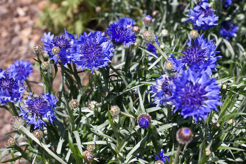 Palo Alto blooms