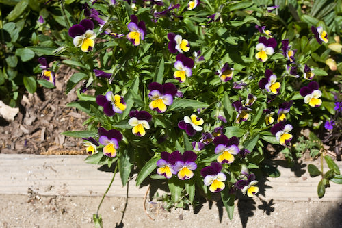 Palo Alto blooms