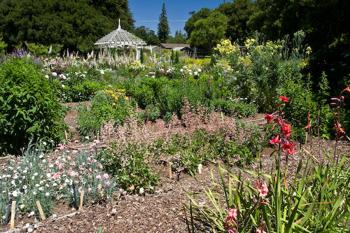 Palo Alto blooms