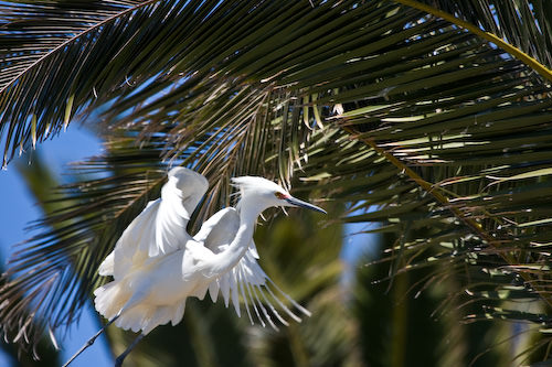 Palo Alto birds