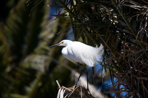 Palo Alto birds