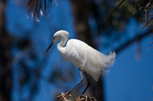 Palo Alto birds