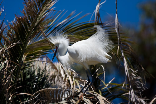 Palo Alto birds