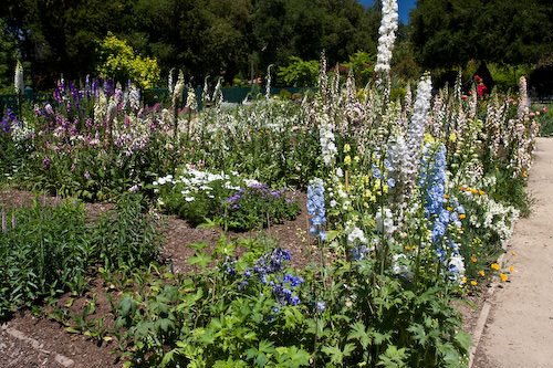 Palo Alto blooms