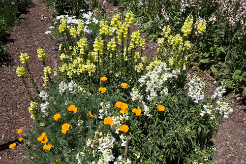 Palo Alto blooms