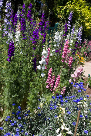 Palo Alto blooms