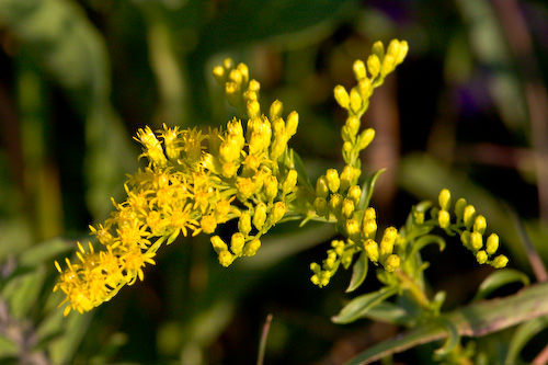 August flowers