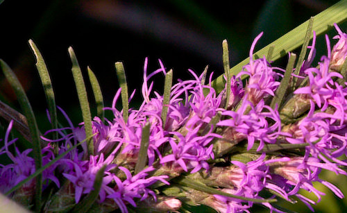 August flowers