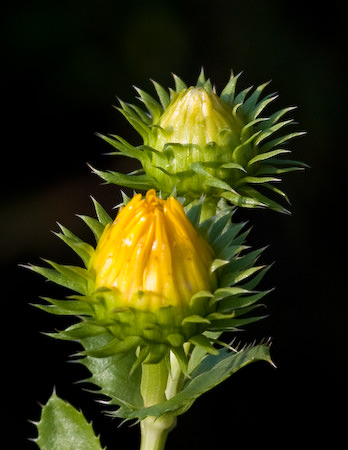 August flowers