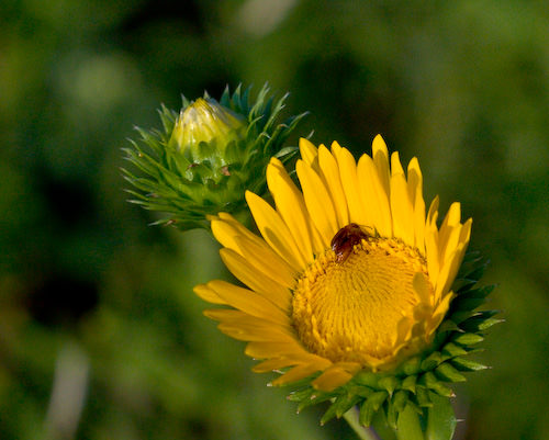 August flowers