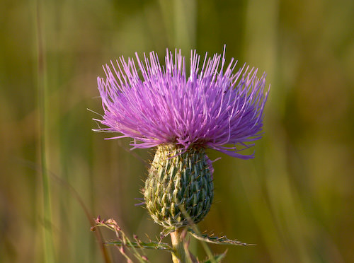 August flowers