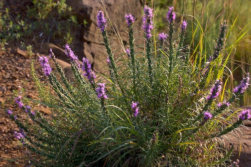 August flowers