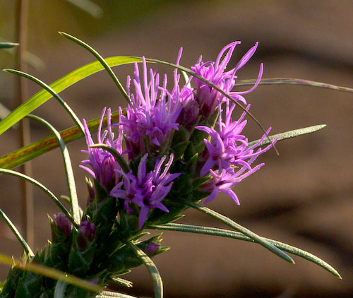 August flowers