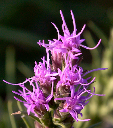 August flowers