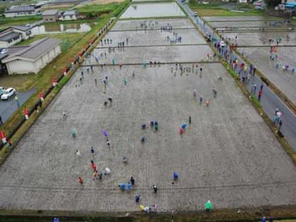 rice paddy art