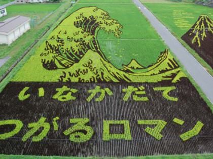 rice paddy art