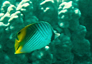 butterfly fish