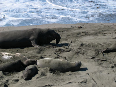 Elephant Seals