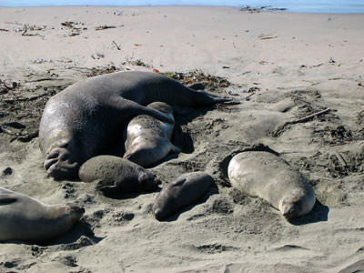 Elephant Seals