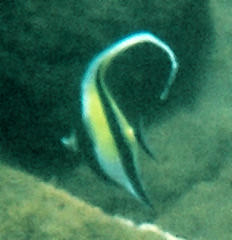 not a moorish idol