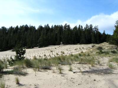 Oregon dunes