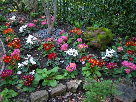 primroses: spring in CA