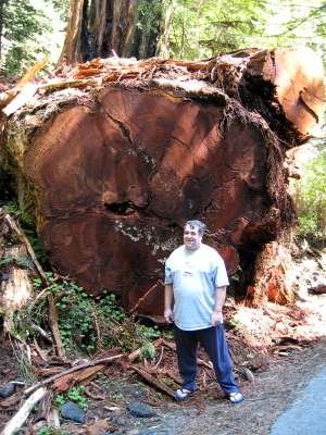 Mike near fallen redwood