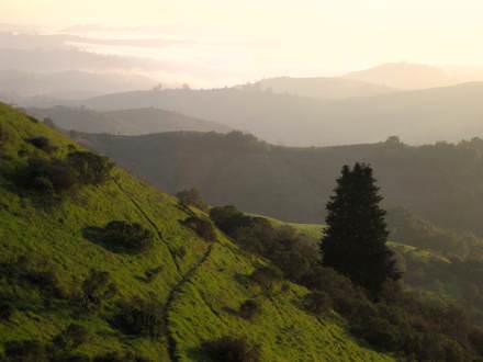 Skyline meadow