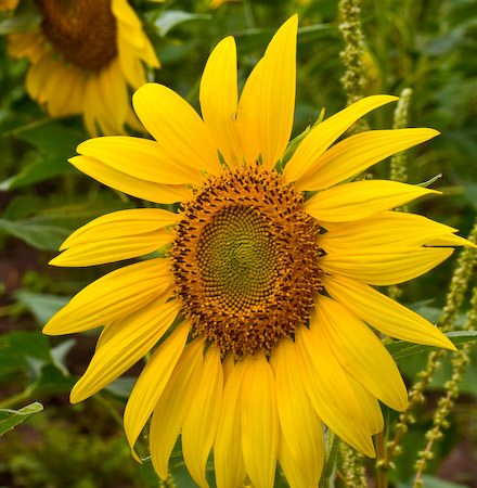 sunflowers and clouds