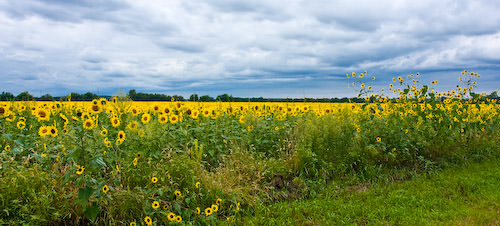 sunflowers and clouds