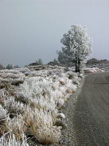 Snow covered tree near Hot Creek