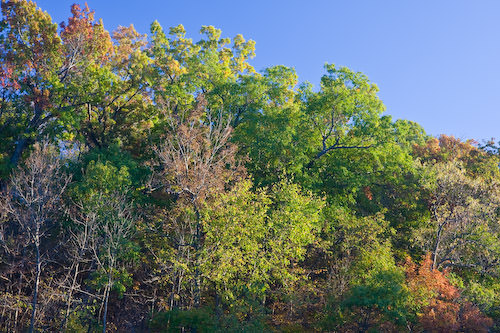 Fleming Park, fall 2008