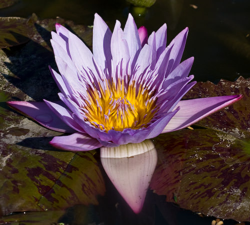 lily ponds