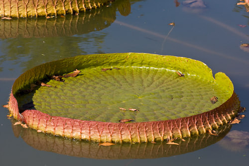 lily ponds