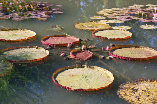 lily ponds