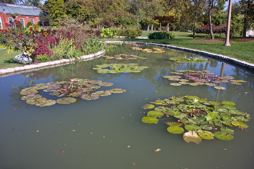 lily ponds