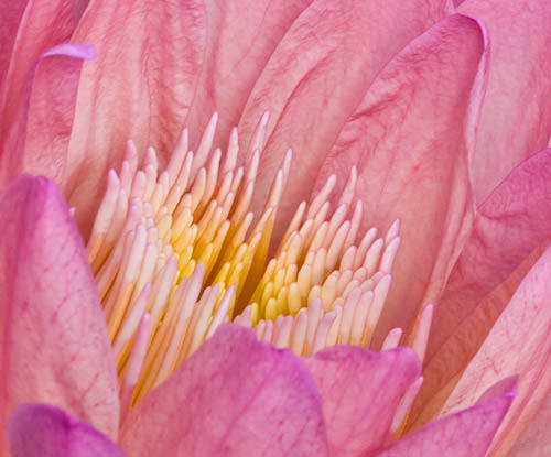 lily ponds