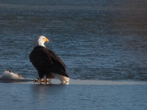 bald eagle