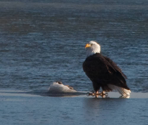 bald eagle