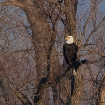 bald eagle