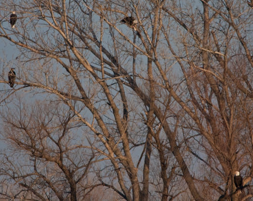 bald eagle