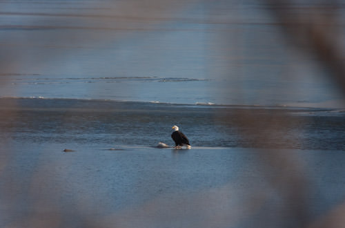 bald eagle